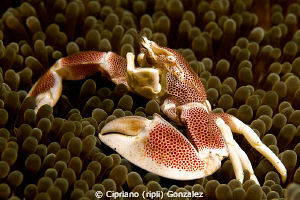 porcelain crab by Cipriano (ripli) Gonzalez 